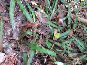 Earth star(Cryptanthus acaulis)