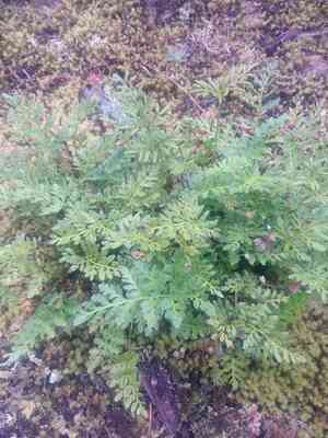 American rockbrake(Cryptogramma acrostichoides)