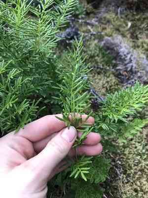 American rockbrake(Cryptogramma acrostichoides)
