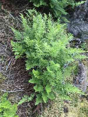 American rockbrake(Cryptogramma acrostichoides)