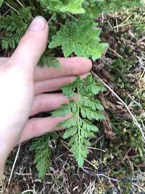 American rockbrake(Cryptogramma acrostichoides)