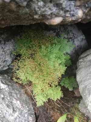 Parsley fern(Cryptogramma crispa)