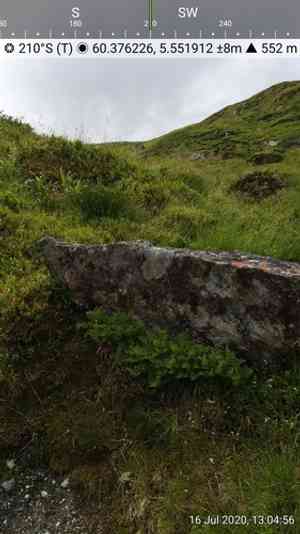 Parsley fern(Cryptogramma crispa)