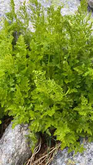 Parsley fern(Cryptogramma crispa)