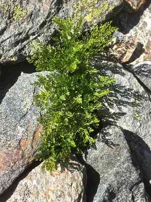 Parsley fern(Cryptogramma crispa)