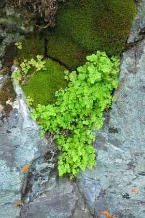 Fragile rockbrake(Cryptogramma stelleri)