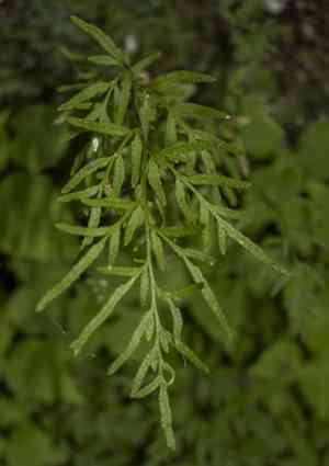 Fragile rockbrake(Cryptogramma stelleri)