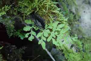 Fragile rockbrake(Cryptogramma stelleri)
