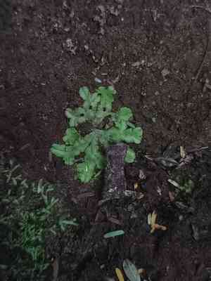 Cryptomitrium tenerum(Cryptomitrium tenerum)