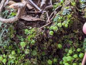 Cryptomitrium tenerum(Cryptomitrium tenerum)