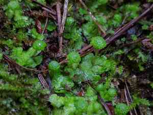 Cryptomitrium tenerum(Cryptomitrium tenerum)