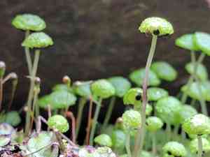 Cryptomitrium tenerum(Cryptomitrium tenerum)