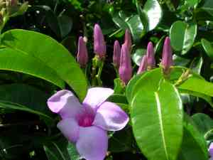 Rubbervines (Cryptostegia)(Cryptostegia)