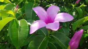 Rubbervines (Cryptostegia)(Cryptostegia)