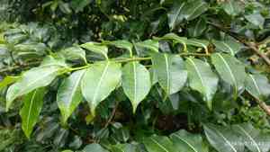 Rubbervines (Cryptostegia)(Cryptostegia)