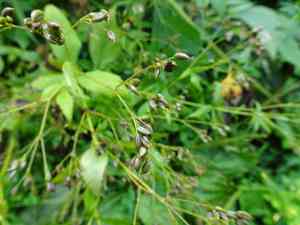 Canadian honewort(Cryptotaenia canadensis)