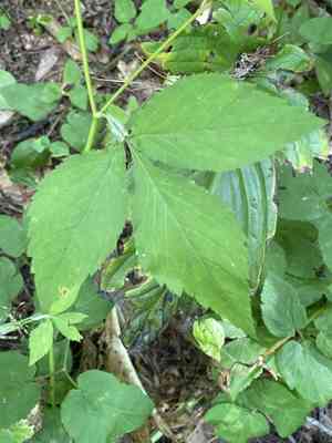 Canadian honewort(Cryptotaenia canadensis)