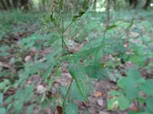 Canadian honewort(Cryptotaenia canadensis)
