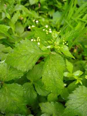 Canadian honewort(Cryptotaenia canadensis)