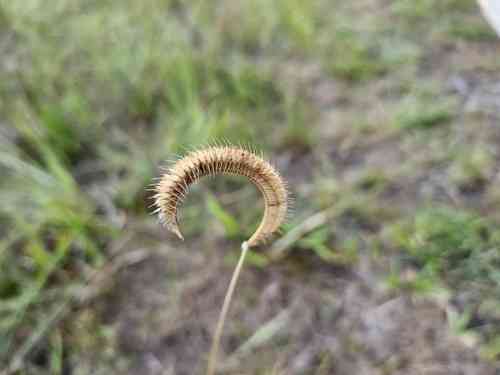 Toothache grass(Ctenium aromaticum)