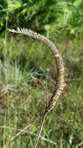 Toothache grass(Ctenium aromaticum)