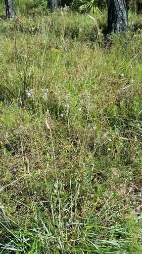 Toothache grass(Ctenium aromaticum)