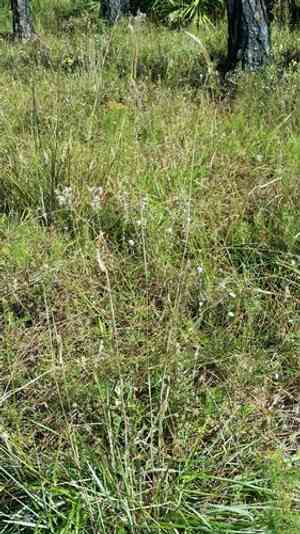 Toothache grass(Ctenium aromaticum)
