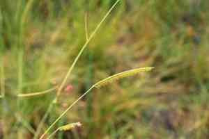 Toothache grass(Ctenium aromaticum)