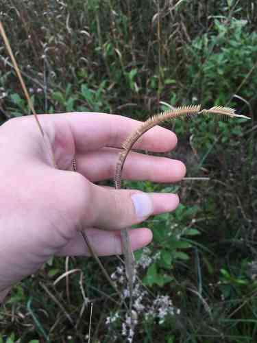 Toothache grass(Ctenium aromaticum)