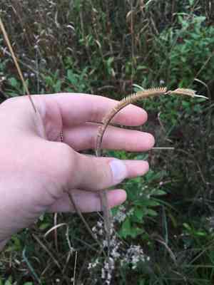 Toothache grass(Ctenium aromaticum)