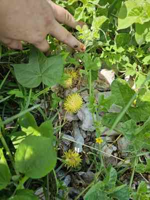 West indian gherkin(Cucumis anguria)