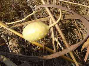 West indian gherkin(Cucumis anguria)