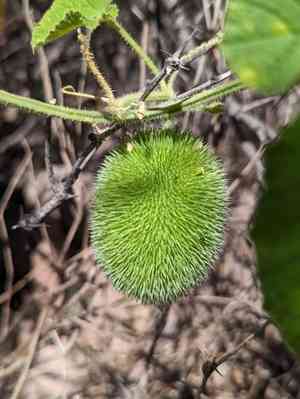 Teasel gourd(Cucumis dipsaceus)