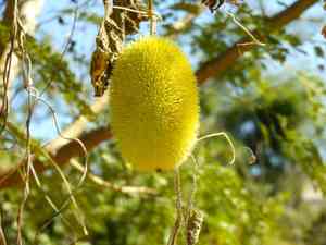 Teasel gourd(Cucumis dipsaceus)