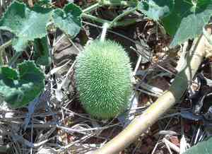 Teasel gourd(Cucumis dipsaceus)