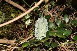 African horned cucumber(Cucumis metuliferus)