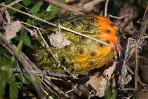 African horned cucumber(Cucumis metuliferus)