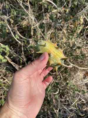 African horned cucumber(Cucumis metuliferus)