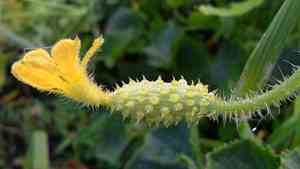 African horned cucumber(Cucumis metuliferus)