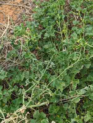 Gooseberry gourd(Cucumis myriocarpus)