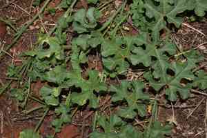 Gooseberry gourd(Cucumis myriocarpus)