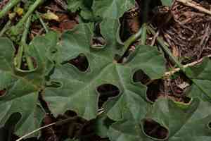 Gooseberry gourd(Cucumis myriocarpus)