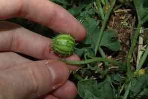 Gooseberry gourd(Cucumis myriocarpus)