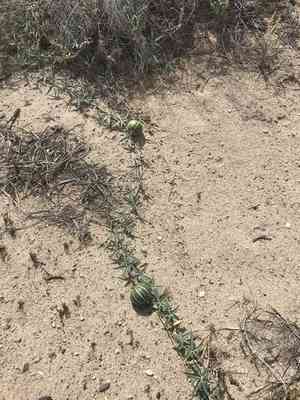 Fingerleaf gourd(Cucurbita digitata)