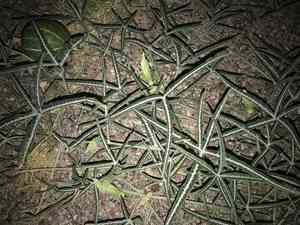 Fingerleaf gourd(Cucurbita digitata)