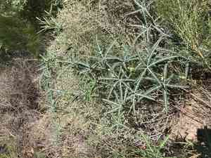 Fingerleaf gourd(Cucurbita digitata)