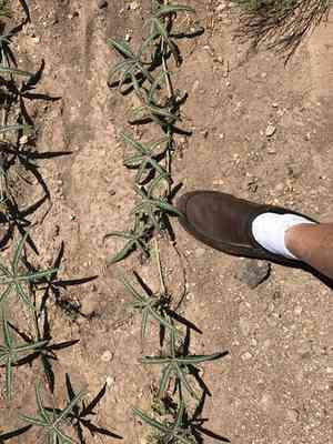 Fingerleaf gourd(Cucurbita digitata)