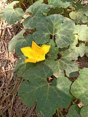 Malabar gourd(Cucurbita ficifolia)