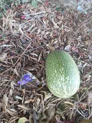 Malabar gourd(Cucurbita ficifolia)