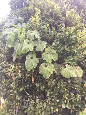 Malabar gourd(Cucurbita ficifolia)
